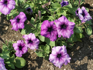 Petunia x 'Madness Plum Crazy'