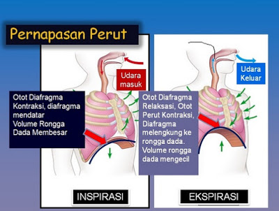 Proses Mekanisme Pernapasan Perut