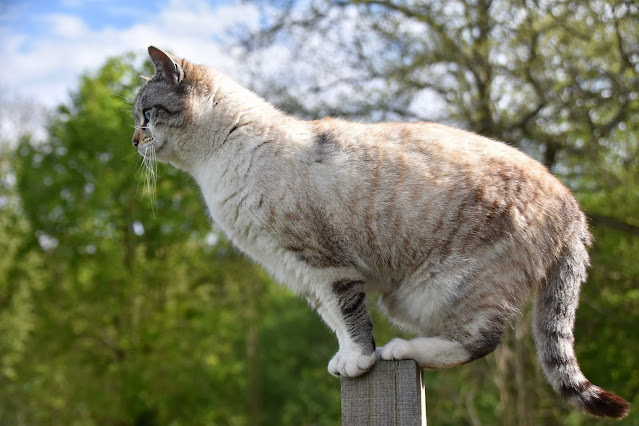 Che cos'è la borsa primordiale del gatto_Design4Pet