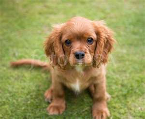 Cavalier King Charles Spaniel Puppies