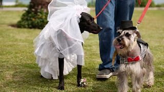 พิธีแต่งงานหมู่สุนัขที่เปรู (Dog's wedding in Peru)