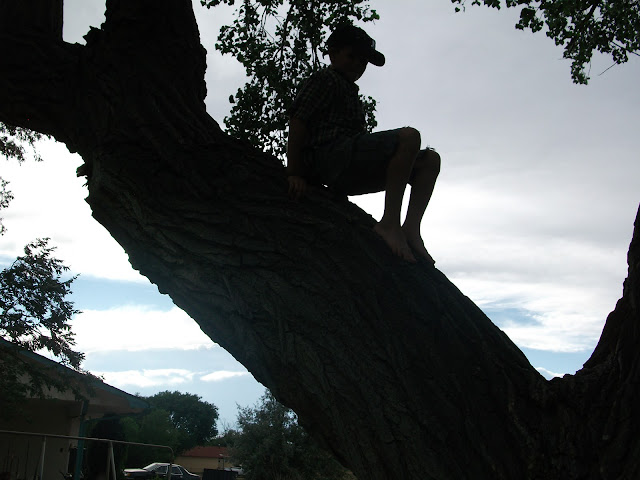 A Little Boy In A Tree, Living From Glory To Glory Blog