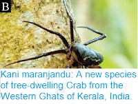 http://sciencythoughts.blogspot.co.uk/2017/04/kani-maranjandu-new-species-of-tree.html