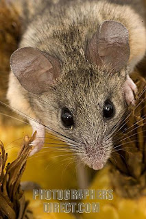 Cactus Mouse (Peromyscus eremicus)