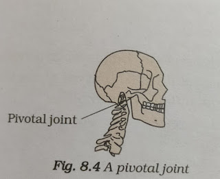 Pivotal joint of head and neck