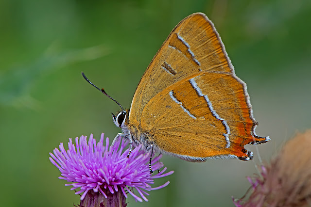 Thecla betulae - the Brown Hairstreak butterfly