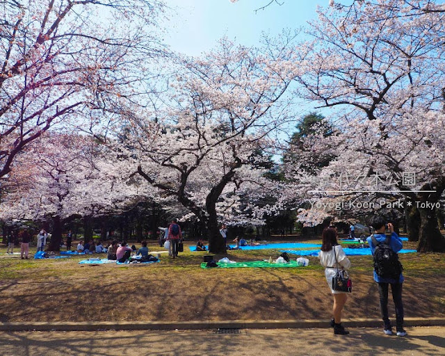 代々木公園の桜