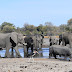 Botswana mulls new natural conservation plan following mysterious elephant deaths
