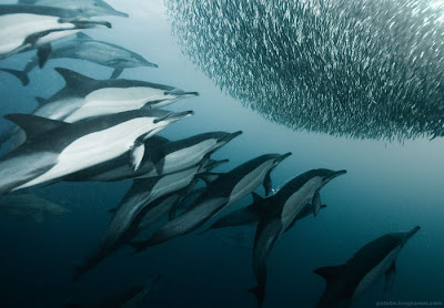 Underwater Symphony Seen On www.coolpicturegallery.us