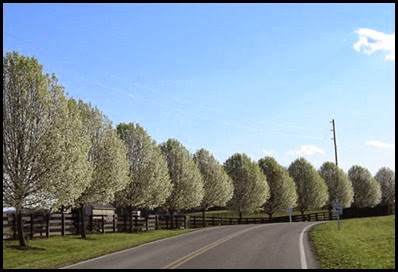 bradford pear2