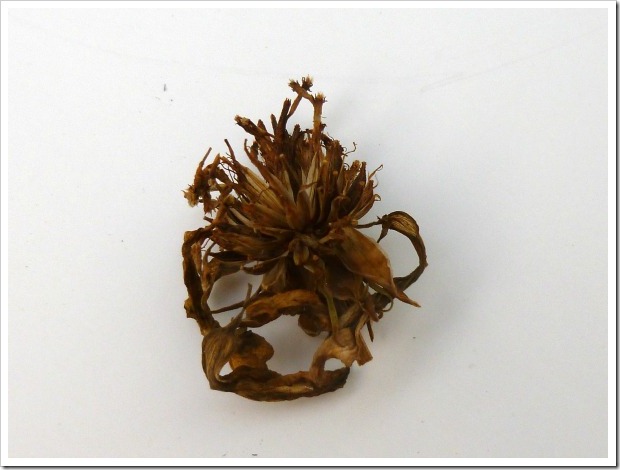 cosmo seed pod