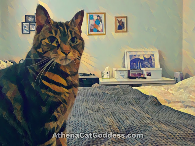 tabby cat on the bed with photos on the wall in the background