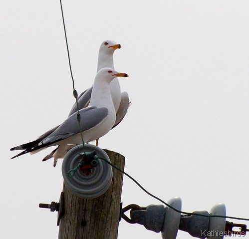 1. Ring-billed Gulls-kab