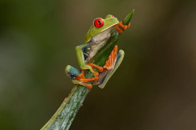 Katak pohon