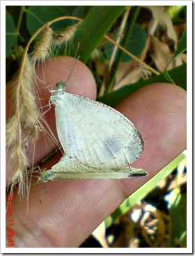 Psyche (Leptosia nina) 