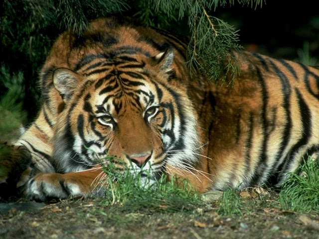Beautiful,cute,dangerous yellow ,black tiger,tiger sitting on beautiful grass ground ,wallpapers,pictures,images   