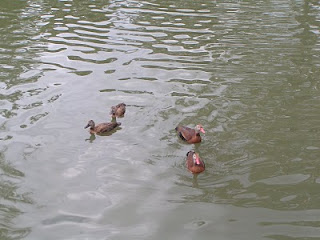 Colorful water birds in Houston Zoo