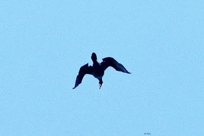 Great Cormorant