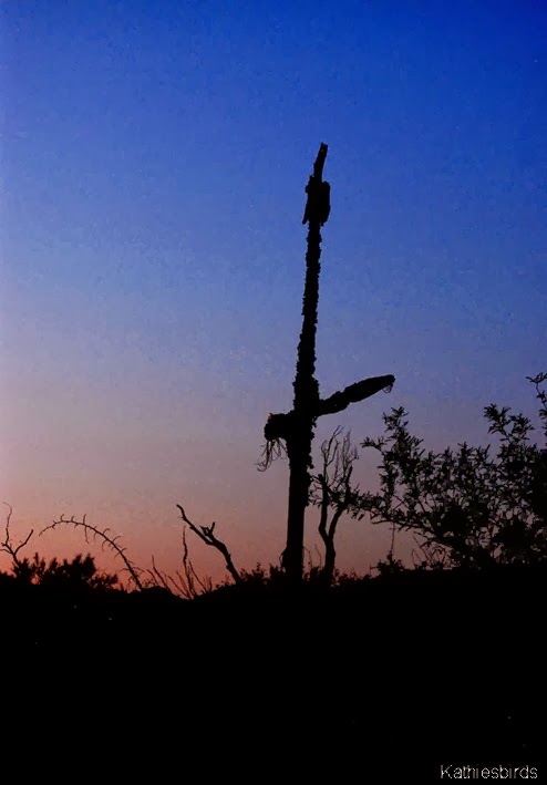 13. cactus ribs dark-kab