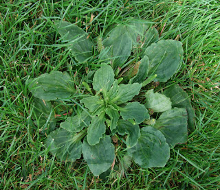 greater plantain turf weed