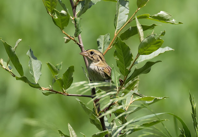 Henslow's Sparrow - Sharonville SGA, Michigan, USA