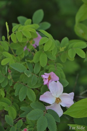 Wild rose