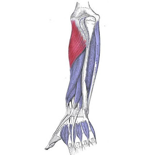 supinator muscle, forearm, picture