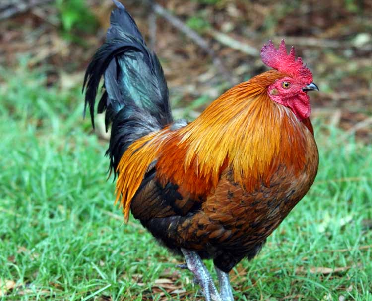 Gambar Ayam Dan Harganya - Walls Zee