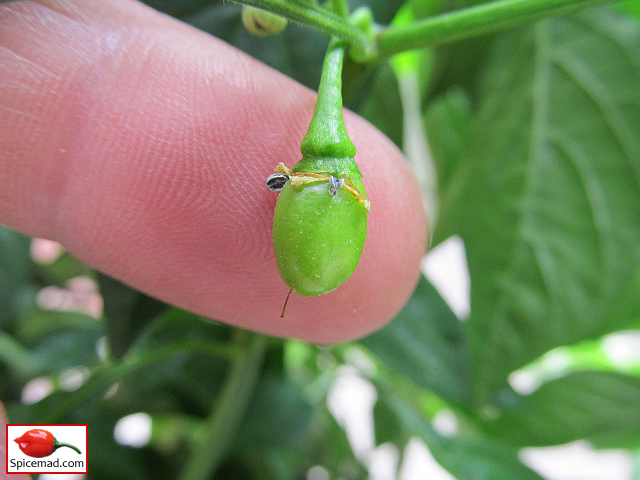 Peruvian White Habanero - 21st July 2022