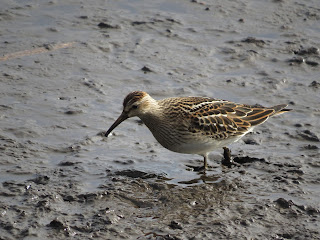 Pectoral Sandpiper