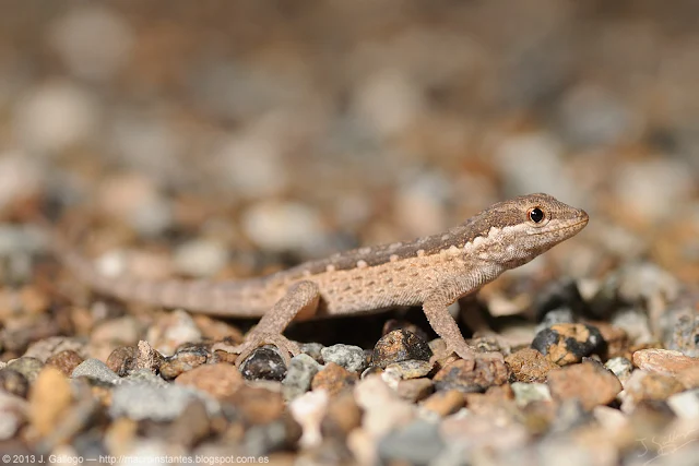 Pristurus minimus