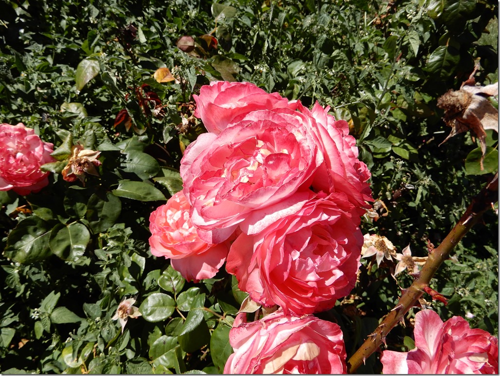 DSCN0101