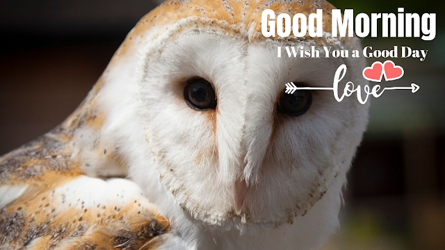  Good Morning image With Cute Animal owl