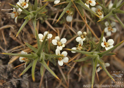 Calahuala (Nassauvia axillaris)