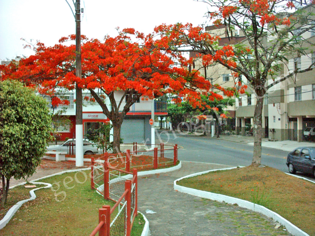 pé de flamboyant florido em praça de Resende-RJ