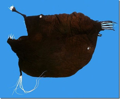 strange_fishes_found_off_greenland_02