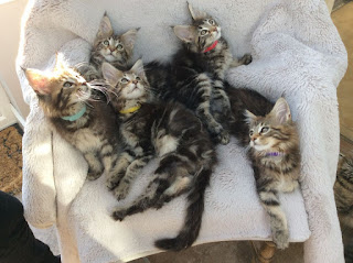 Maine Coon kittens for sale 