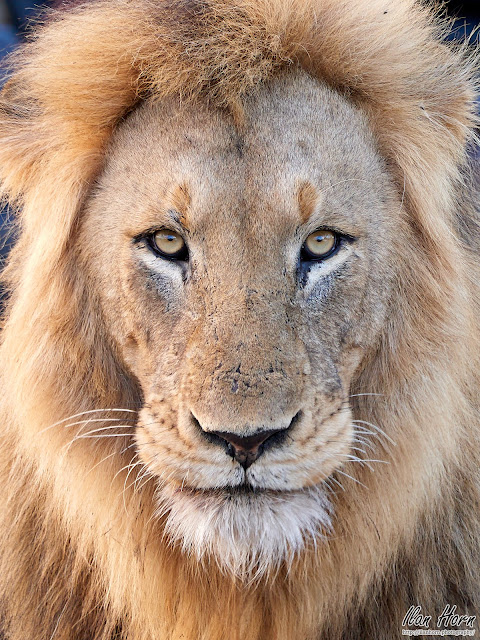 Lion Portrait