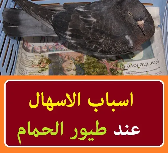 "اسهال الحمام" "اسهال الحمام الابيض" "اسهال الحمام الاخضر" "اسهال الحمام الزغاليل" "علاج اسهال الحمام" "علاج اسهال الحمام المائي" "سبب اسهال الحمام" "علاج اسهال الحمام الشفاف" "دواء اسهال الحمام" "اسهالات الحمام" "الاسهال عند الحمام" "انواع اسهال الحمام" "اسباب اسهال الحمام" "علاج اسهال الحمام الابيض" "اسهال ابيض عند الحمام" "الاسهال الابيض عند الحمام" "اسهال اخضر للحمام" "اسهال الحمام لونه اخضر" "اسهال اخضر عند الحمام" "الاسهال الاخضر عند الحمام" "الإسهال الأخضر عند الحمام" "علاج اسهال الحمام الاخضر" "اسباب الاسهال عند الحمام" "علاج اسهال الحمام بالاعشاب" "علاج اسهال الحمام ابو مريم التونسي" "علاج الإسهال الحمام" "علاج اسهال للحمام" "علاج الاسهال للحمام" "علاج الاسهال عند الحمام" "علاج الاسهال المائي للحمام" "اسهالات الحمام الزاجل" "اسهال عند الحمام" "الإسهال المائي عند الحمام" "الاسهال الاصفر عند الحمام" "علاج الاسهال عند الحمام البلدى" "انواع الاسهال عند الحمام" "علاج الاسهال الابيض عند الحمام" "علاج الاسهال الابيض والاخضر عند الحمام" "اسهال الحمام اخضر" "الحمام عنده اسهال اخضر" "اسهال اخضر للدواجن" "علاج الاسهال الاخضر للحمام" "علاج الاسهال الاخضر للحمام الزاجل" "اسهال الاطفال لونه اخضر" "اسهال الاطفال لون اخضر" "اسهال الاطفال الرضع لونه اخضر" "علاج الإسهال الأخضر عند الحمام بالاعشاب" "علاج الإسهال الأخضر عند الحمام بدواء بشري" "اسباب الاسهال الاخضر عند الحمام" "اسباب البراز الاخضر عند الحمام"