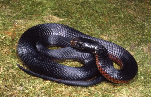 Red bellied Black Snake big