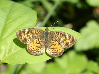 Phyciodes batesii - Croissant fauve