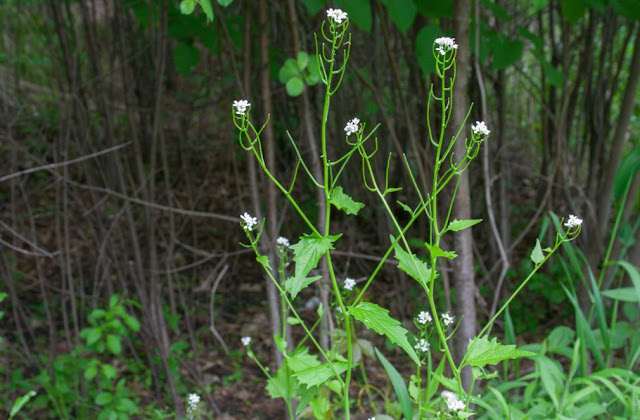Garlic mustard plants with small white flowers and linear green fruits.