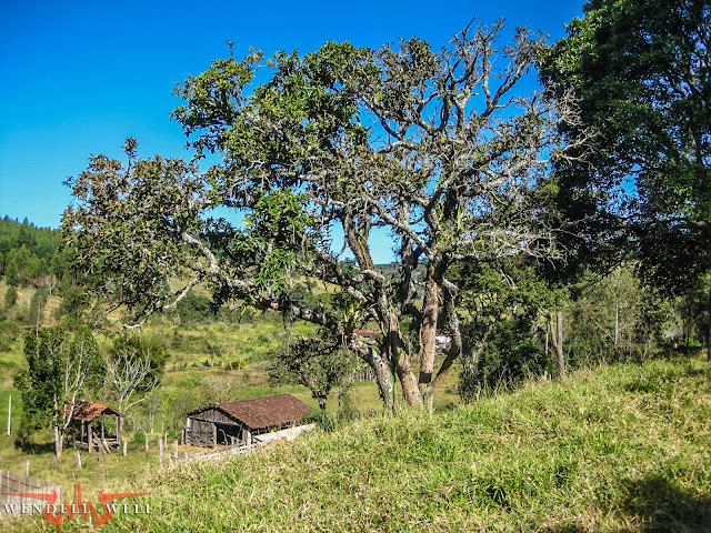 paisagem rural