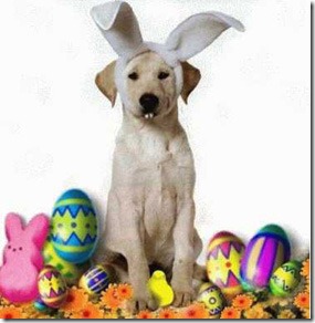perros pascua (16)