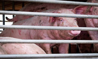African swine  flu found in pig in Rishikesh