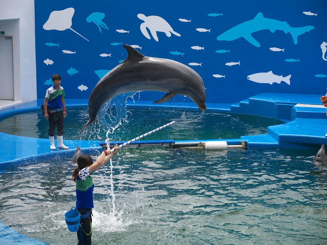 仙台うみの杜水族館 イルカショー バージャンプ