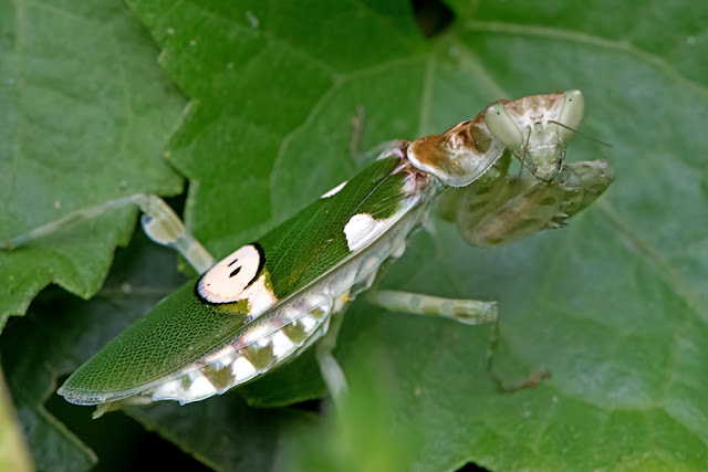 Creobroter gemmatus the Jewelled Flower Mantis