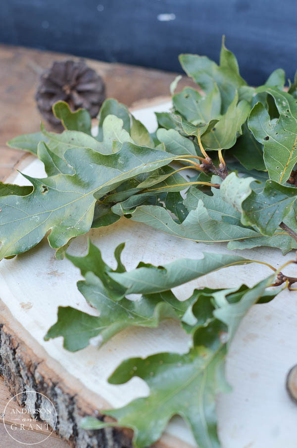 Maintain the green color of fallen oak leaves by laying them out flat to dry.  ||  www.andersonandgrant.com