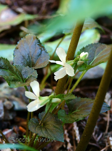 Viola yezoensis discolor