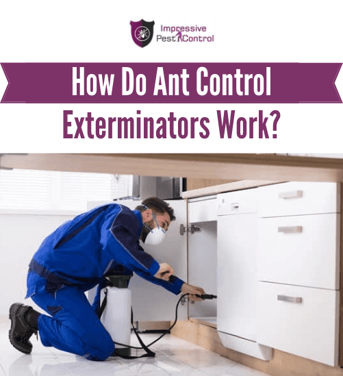 Ant Control